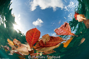 leaves by Mathieu Foulquié 